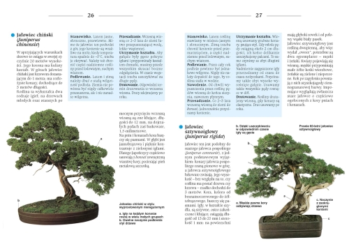 Bonsai to może być proste (Helmut Ruger, Horst Stahl)
