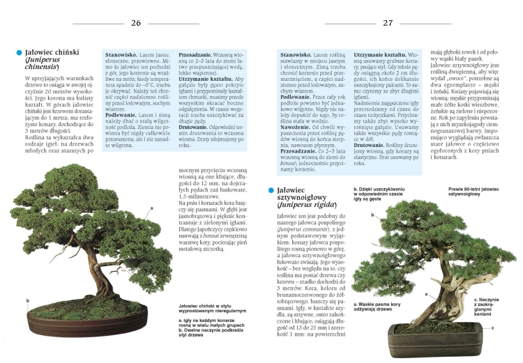 Bonsai to może być proste (Helmut Ruger, Horst Stahl)