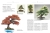Bonsai to może być proste (Helmut Ruger, Horst Stahl)
