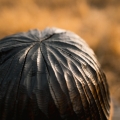 domek-dla-owadow-nigeryjczyk-4.JPG