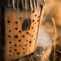 domek-dla-owadow-nigeryjczyk-5.JPG