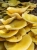 Rewolucja_agrarna_Sepp-Holzer_8.webp