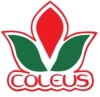 Coleus